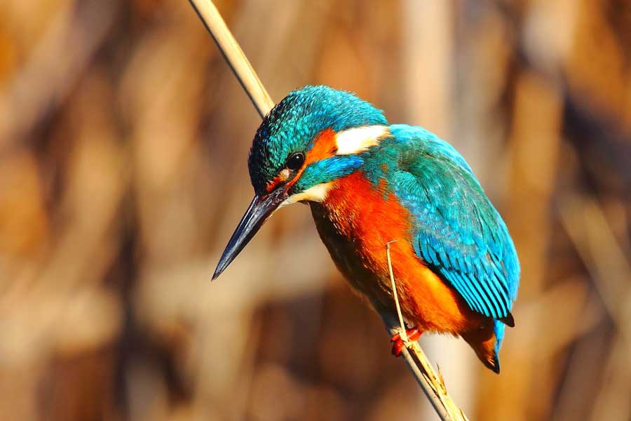 Avistamiento de aves en El Chorro