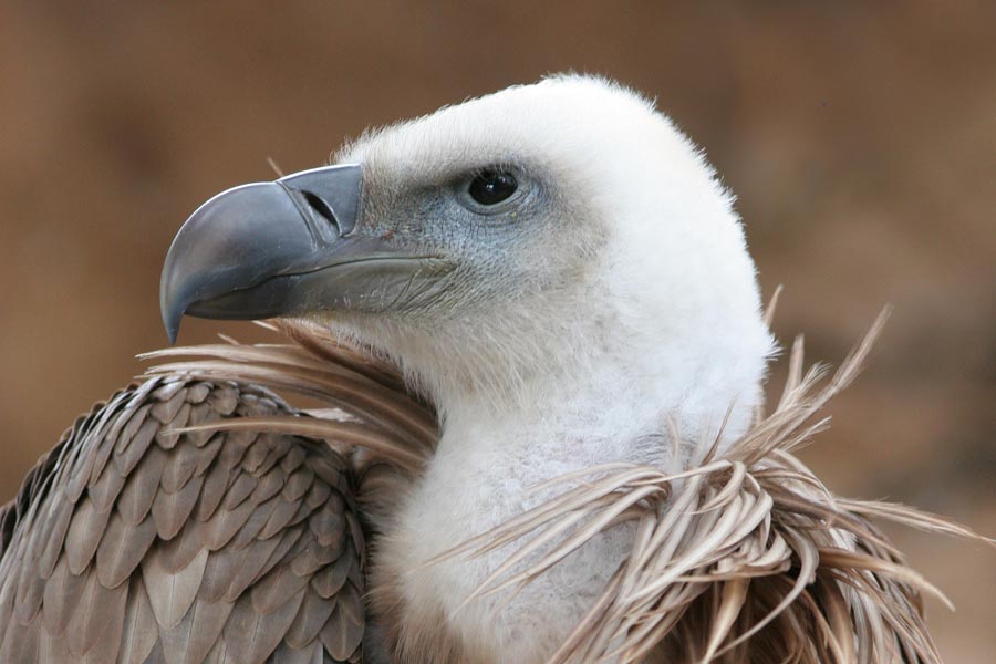 Buitre leonado en Valle de Abdalajís
