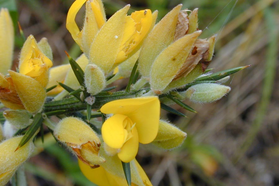 Vegetación en Valle de Abdalajís